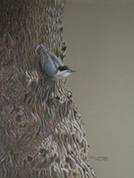 Nuthatch2